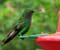 Costa Rica Colibri Humming Bird