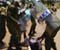 Fierce Kenya Police Murderation