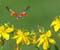 Flying Ladybug And Yellow Flowers