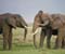 African Elephants Tanzania