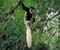 Colubus Monkey On A Twig