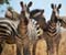 Zebras Kenya Wildlife
