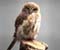 Baby Owl 02