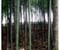 BAmboo Forest Kenya