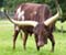 Ankole Bull Tust Like Horns