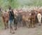 Ankole Herd Heading Out