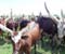 Ankole Cattle Herd