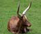 Ankole Cattle Mighty Horns