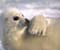 Endangered White Seal