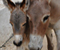 Shella Donkeys Kenya
