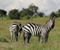 Zebra Kenyas Pride