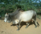 Zebu Traditional Cow