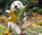 Dog And Leaves