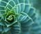 Spiral Green Plant