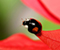 Black Ladybug