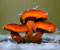 red mushroom 2
