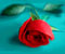 beautiful rose red 1