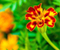 Colored Marigold