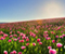 Field Of Pink Roses