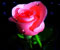 pink rose 2