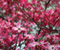 Pink Dogwood Tree Spring Bloom