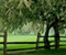 Green Meadow Tree Fence