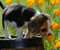 Spring Scents Beagle