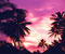 palm dawn