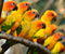 Beautiful Parrots Trunk