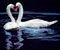 lover swan
