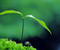 Plant Green Zen