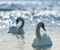 Swans Cool