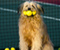 Tennis Dog 01