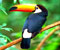 colored beak