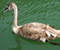 Young Swan
