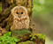 Tawny Owl Birds