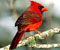 red bird 6