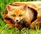 baby fox 1