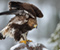 Bird Eagle Winter