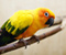 Yellow Cute Parrot