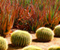 Fat Plants of Cactus