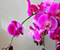 Pink Orhideje sa lijepim pogledom