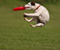 Dog Cought Frisbee