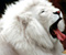 สิงโตขาวที่น่าตื่นตาตื่นใจ