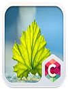 Fresh Leaf C Launcher