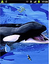 Whale