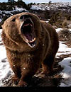 Brown Bear