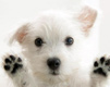 Cute White Puppy Looking At You