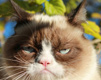 แมว Grumpy มองหาที่คุณ