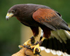 Falcon Bird Raptor